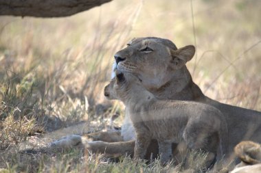 lion cub resting on the ground in namibia