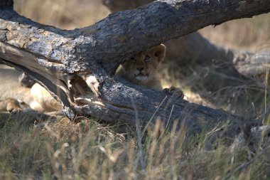 cheetah cub in the bush of lion