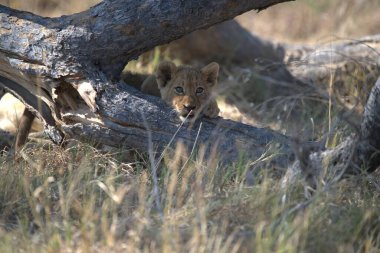 Afrika 'daki savanada bir aslan yavrusu