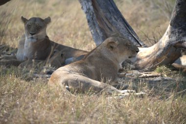 Afrika bozkırında dişi aslan.
