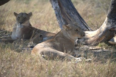 Güney Afrika 'daki Kruger Ulusal Parkı' nda dişi aslan.