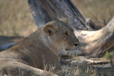 Afrika 'nın bozkırındaki aslan