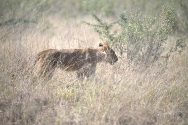 erkek aslan (panthera leo ).