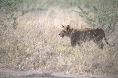 Aslan (panthera leo) vahşi doğada yürüyor