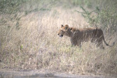 Bir aslanın çimlerdeki yakın çekimi.