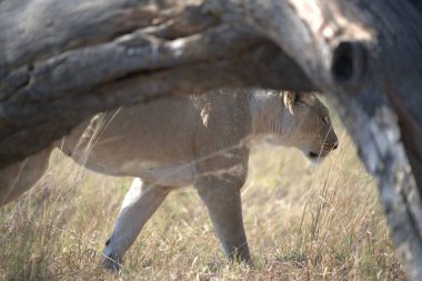 Kenya 'nın güneyindeki çimlerde dişi aslan..