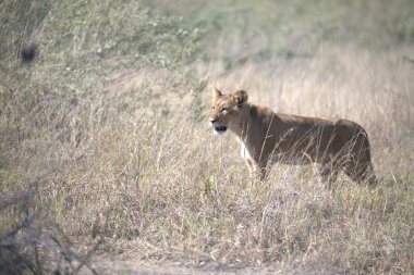 Aslan Yavrusu Kruger Ulusal Parkı 'nda yürüyor, Güney Afrika