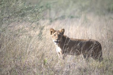 Dişi aslan Kruger National park, Güney Afrika
