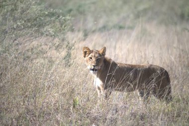 Vahşi aslanın vahşi doğasında