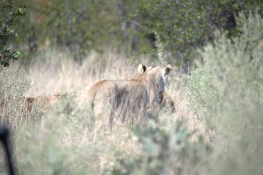 Vahşi hayvanlar, seçici odaklanma