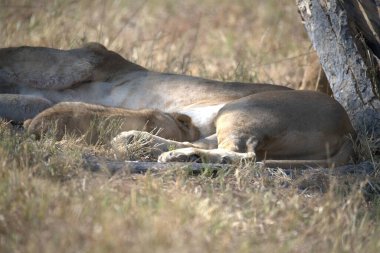 Ağacın altında yerde yatan şirin bir aslanın yakın plan fotoğrafı.