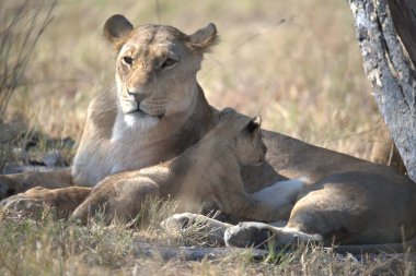 dişi aslan ve aslan yavrusu