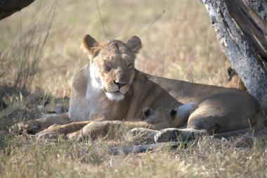Dişi aslan kuru bir zeminde yatıyor.