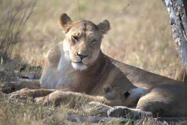 Afrika savanasında dinlenen aslanlar (panthera leo, Güney Afrika) )