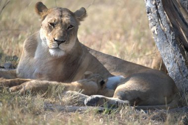Afrika savanındaki aslanlar