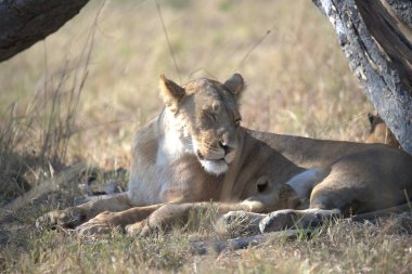 Çimlerde dişi aslan.