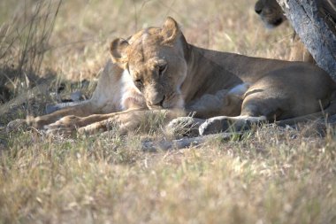 Kenya savanındaki aslan