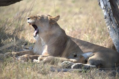 lioness with a lion in the savannah