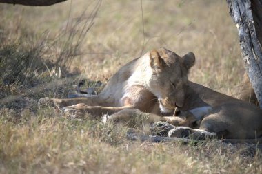 Aslan yavrusu kuru çimlerin üzerinde yatıyor..