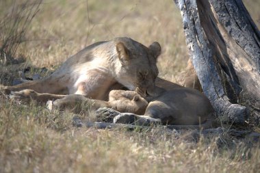 Güney Afrika 'daki Kruger Park' ta çimlerin üzerinde yatan aslan yavrusu.