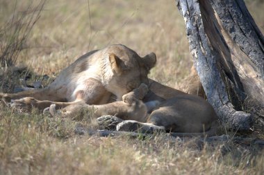 Dişi bir dişi aslan yavrusu Kruger Milli Parkı, Güney Afrika 'da annesiyle oynuyor. Specie Panthera Leo' nun hayat kadını ailesi.