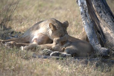 Aslan bozkırda uyuyor.