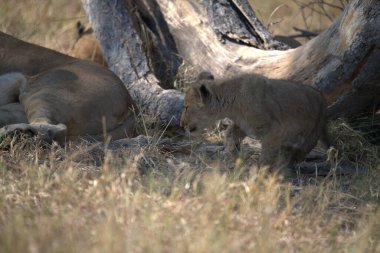 Parktaki bozkırda aslanlar