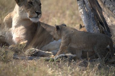 Afrika 'daki Kruger Ulusal Parkı' nda dişi aslan ve yavru.
