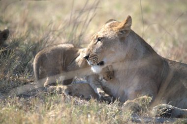 Aslan ailesi çimlerde