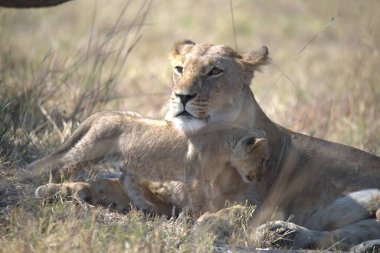 Aslan (panthera leo) güneşin altında dinleniyor..