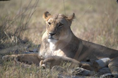 Çimlerde dişi aslan, ulusal park, Güney Afrika