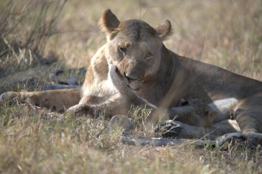 Aslan Kruger National park