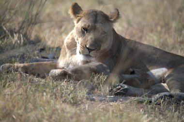 Aslan yavrusu doğada çimlerin üzerinde yatıyor.