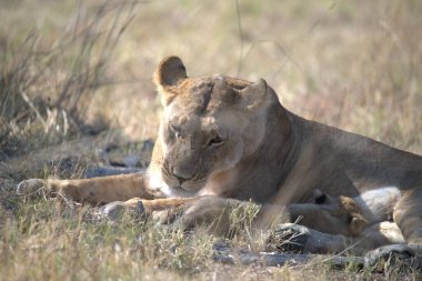 Aslan yavrusu çimlerde
