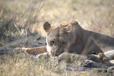 Aslan yavrusu çimlerin üzerinde yatıyor.