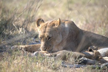 Doğadaki aslan yavrusu ve yavrusu