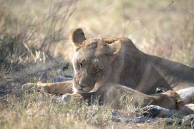Güney Afrika 'daki Kruger Ulusal Parkı' nda kuru çimlerde yatan aslan yavrusu.