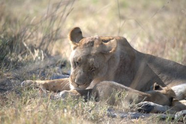Aslan yavrusu çimlerde.