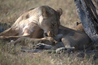aslan yavrusu oyunda oynuyor