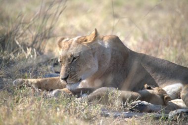 Güney Afrika 'daki Kruger Ulusal Parkı' nda aslan yavrusu.