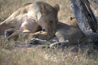 Aslanlar ve yavruları