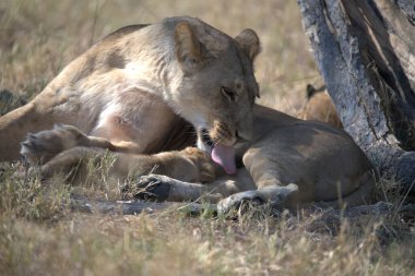 Aslan yavrusu birlikte yatıyor.