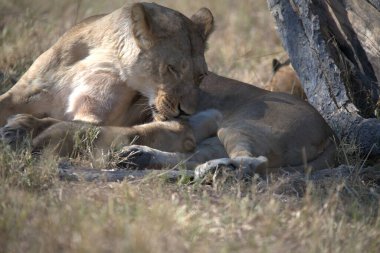 lion cub playing in the grass in kruger park, south africa