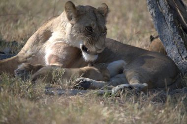 Bir anne ve aslan yavrusu çimenlerde oynuyor.