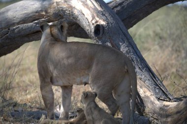 Yetişkin bir dişi aslanın yakın plan çekimi.