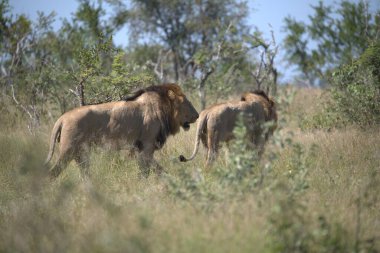 Çimlerde bir grup aslan.