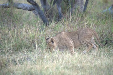 Afrika, Kenya savanındaki çita.