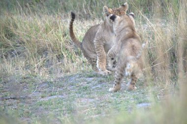 Çimlerde dişi aslan.