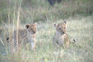 Yavru aslan yavrusuyla oynuyor.