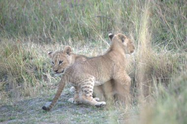 Aslan yavrusu çimlerde